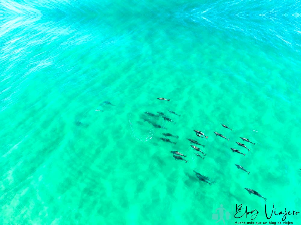 Tiburones de Tallebudgera Creek