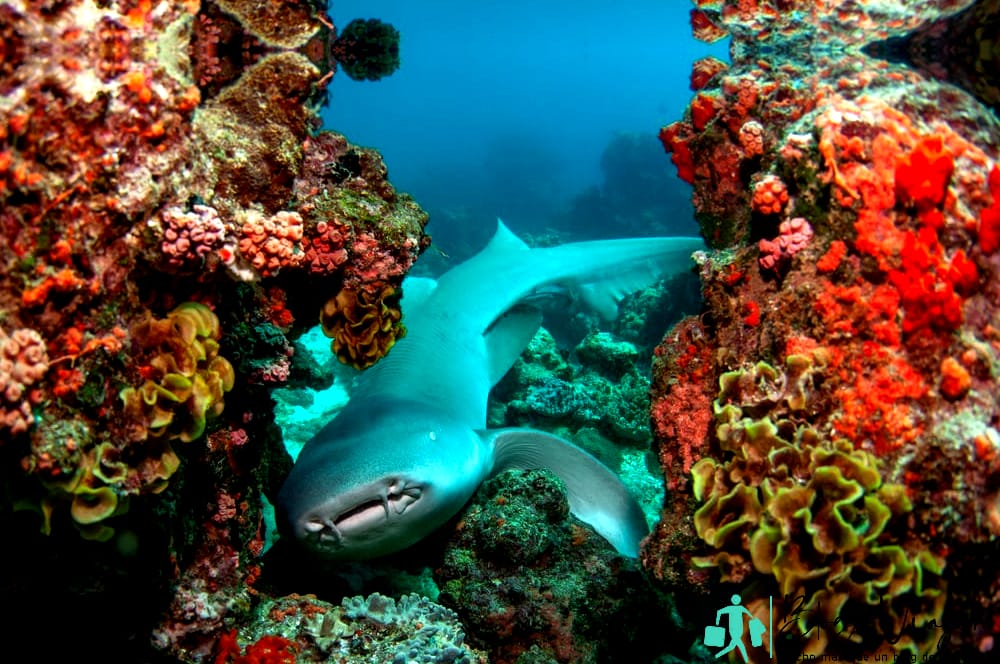 Tiburón nodriza leonado sobre arrecife de coral en aguas claras - Tiburones en Puerto Rico