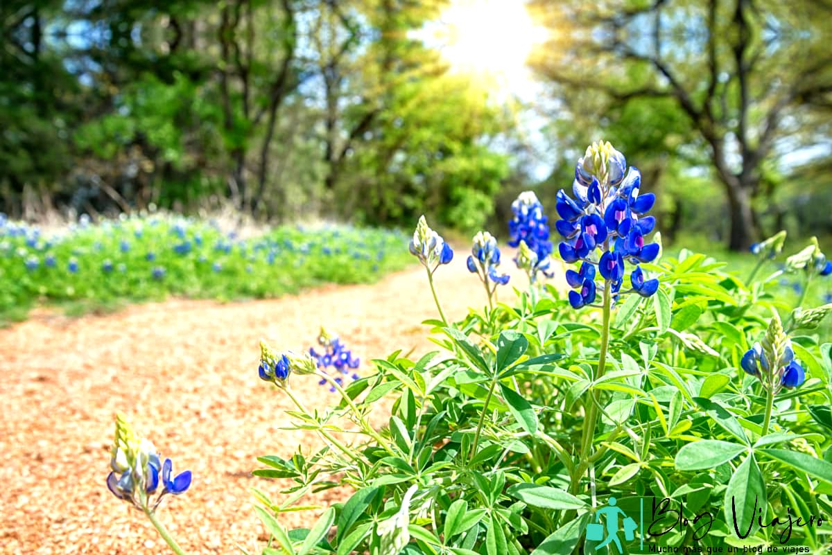 Texas Bluebonnet flores que florecen a lo largo de un sendero