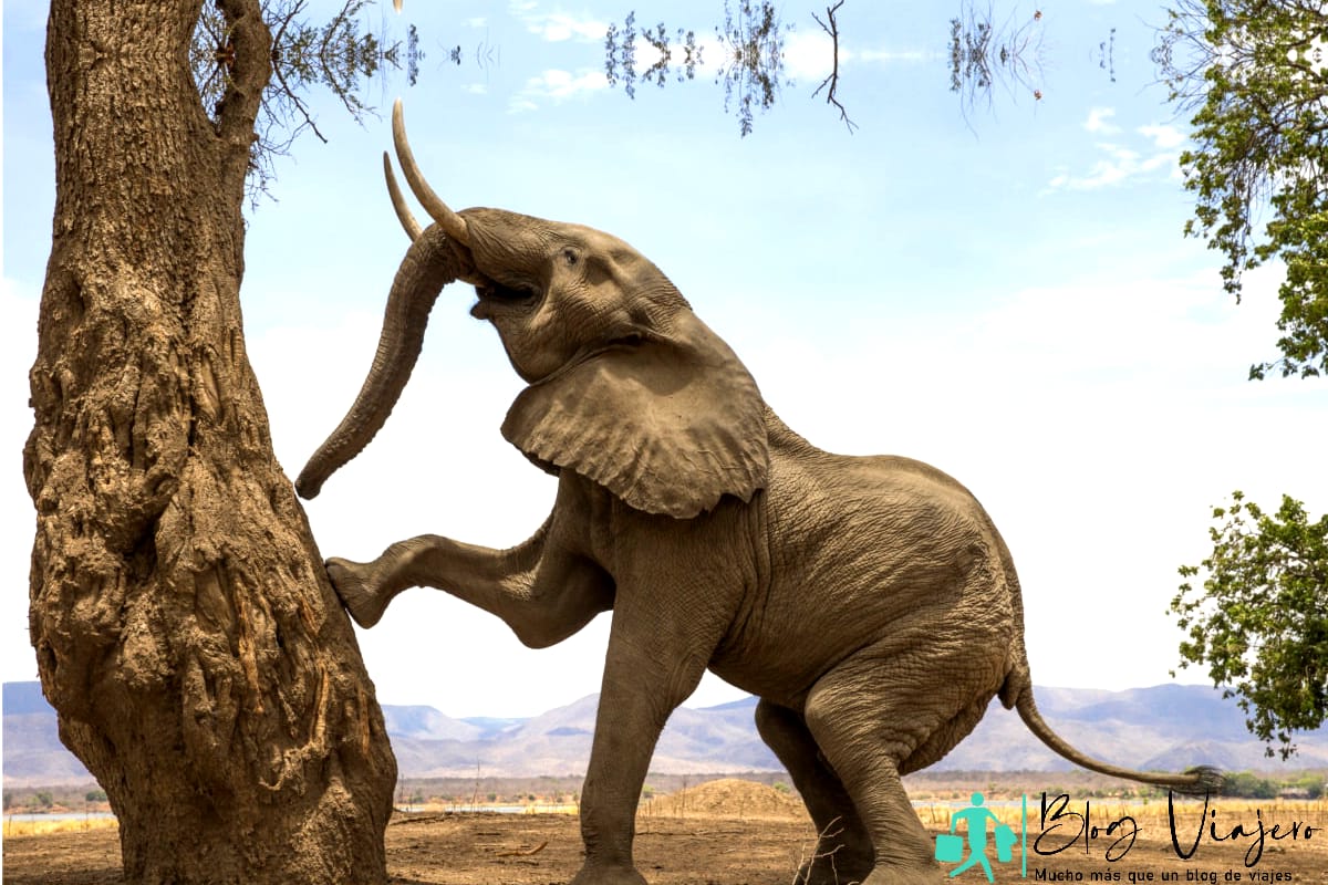 Elefante africano trepador de árboles en Mana Pools, Zimbabue Safari Adventures