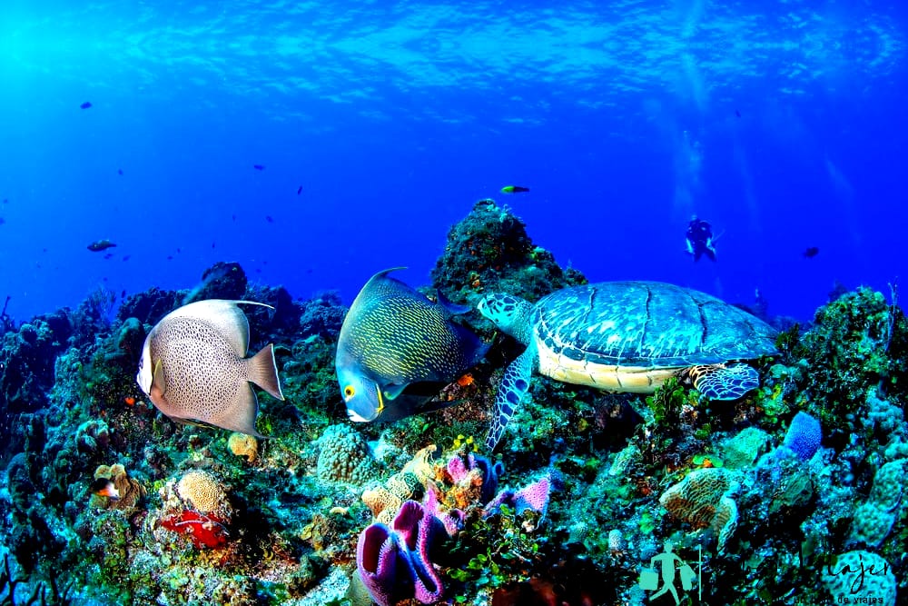 Tortuga con angelotes en Cozumel, México