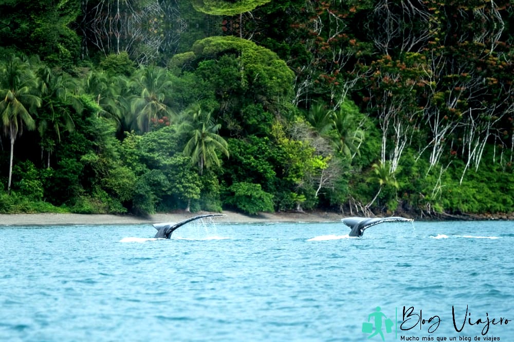 Dos colas de ballena sobresalen del agua justo después de bucear en el Pacífico colombiano - Islas Latinoamericanas