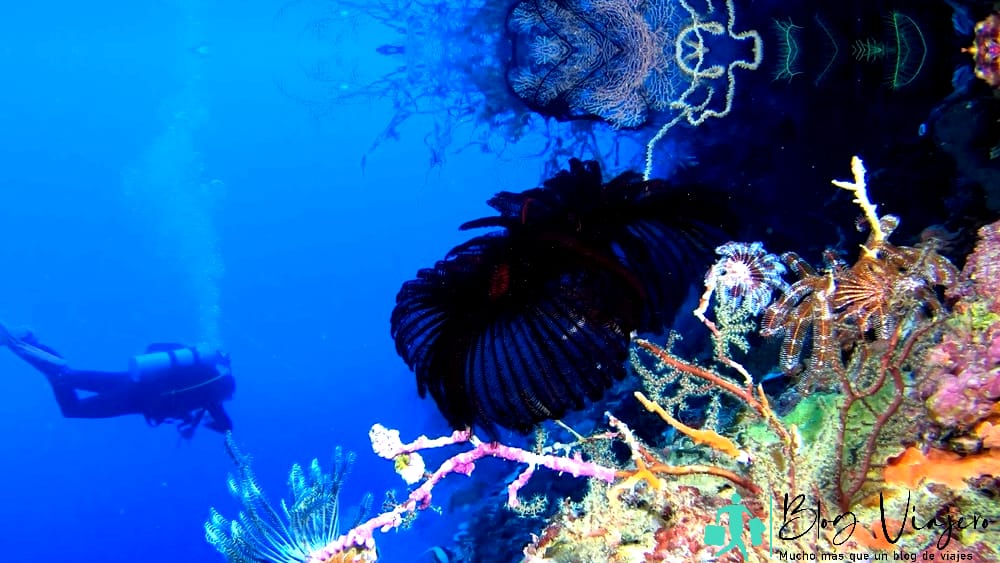 Antigua en mayo - Fotografía submarina de arrecifes de coral.  Agua azul clara, hermosos corales.