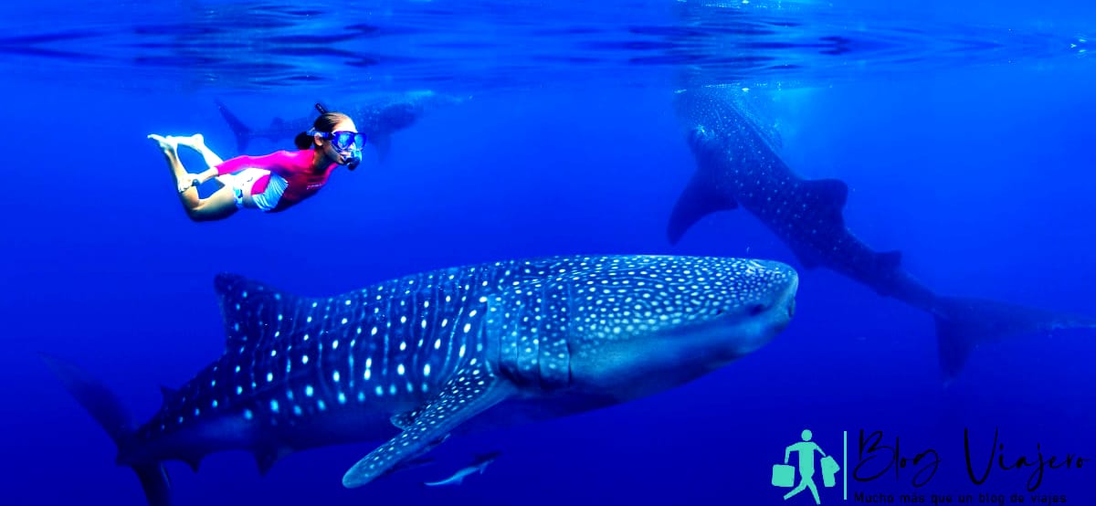 Chica buceando con tiburón ballena