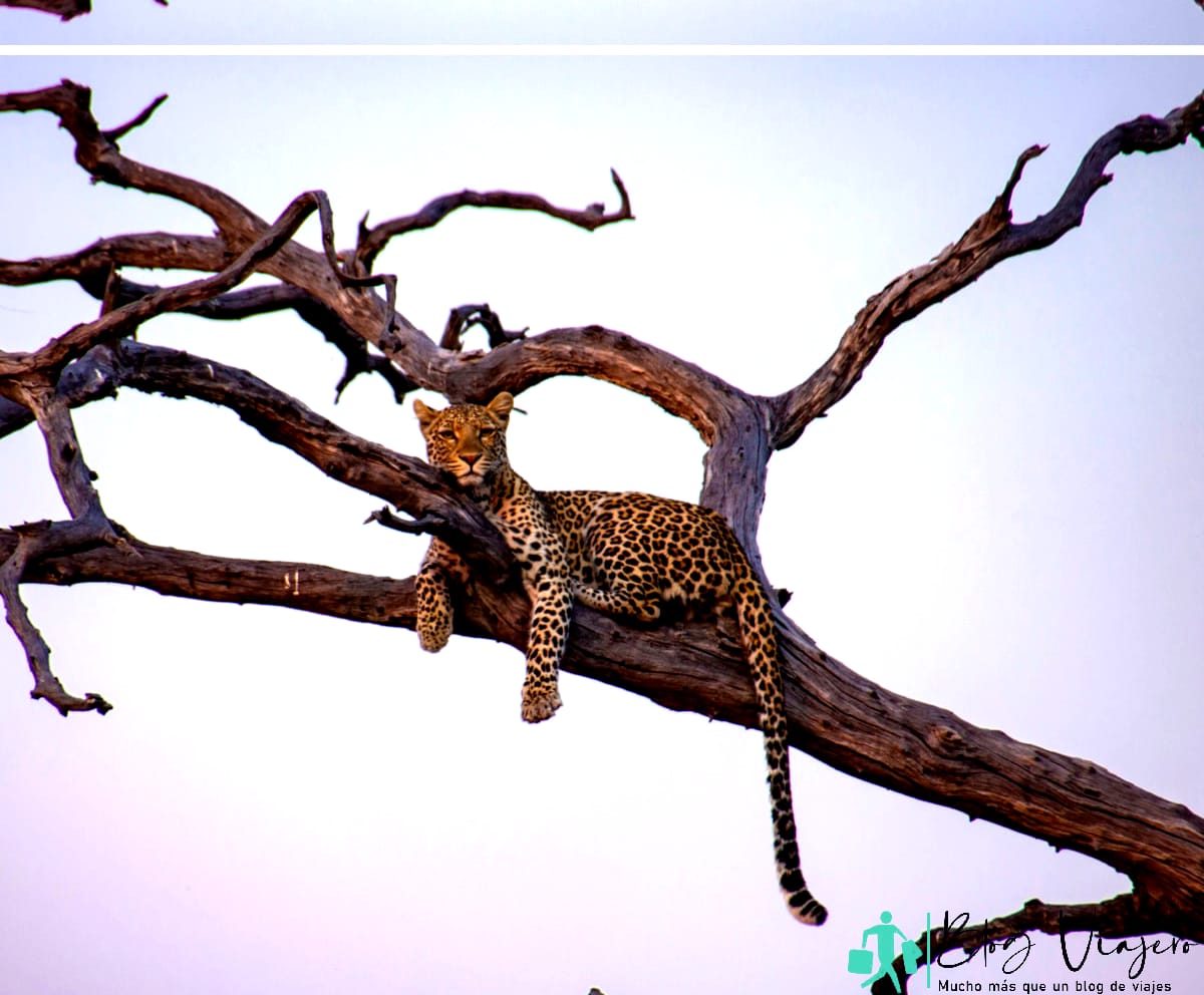 Leopardo joven en el Parque Nacional Chobe, Botswana.