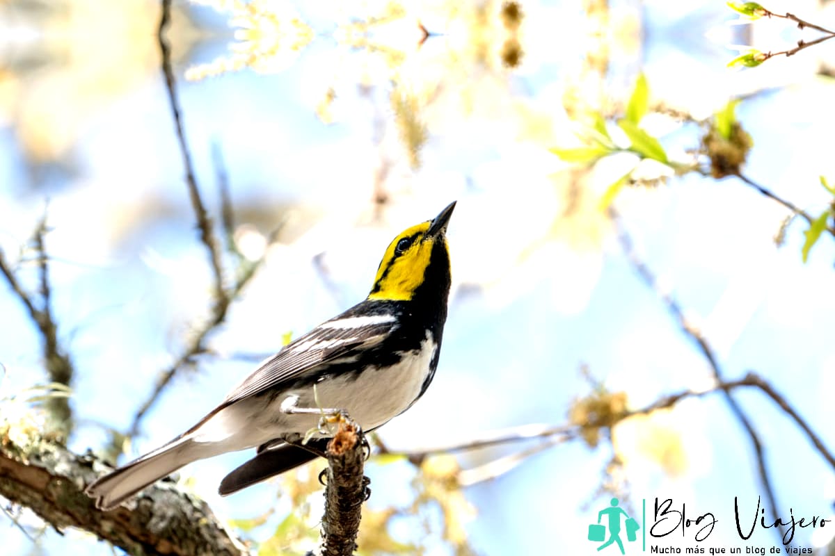 observación de aves a lo largo del sendero Friedrich Wilderness Park