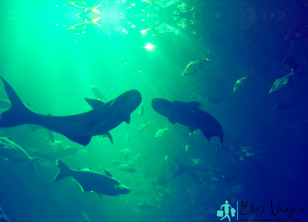 light shine down to the underwater world - Are There Whale Sharks In The Mediterranean Sea