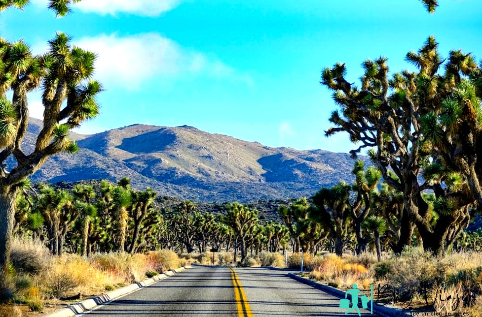 mejor momento del día para visitar Joshua Tree