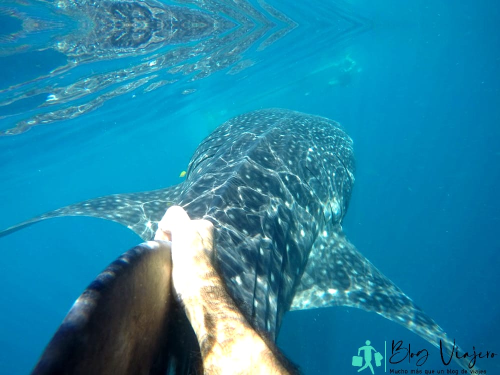 Esnórquel en Playa del Carmen - Buceo y esnórquel con tiburones ballena
